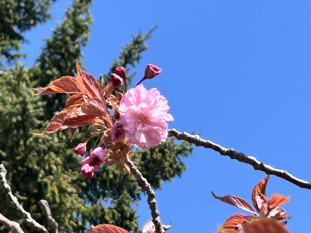 maedamaster's tweet photo. 八重桜は咲き始めです。見頃はまだ先になりそうです。 https://t.co/NatU2Ad3PE