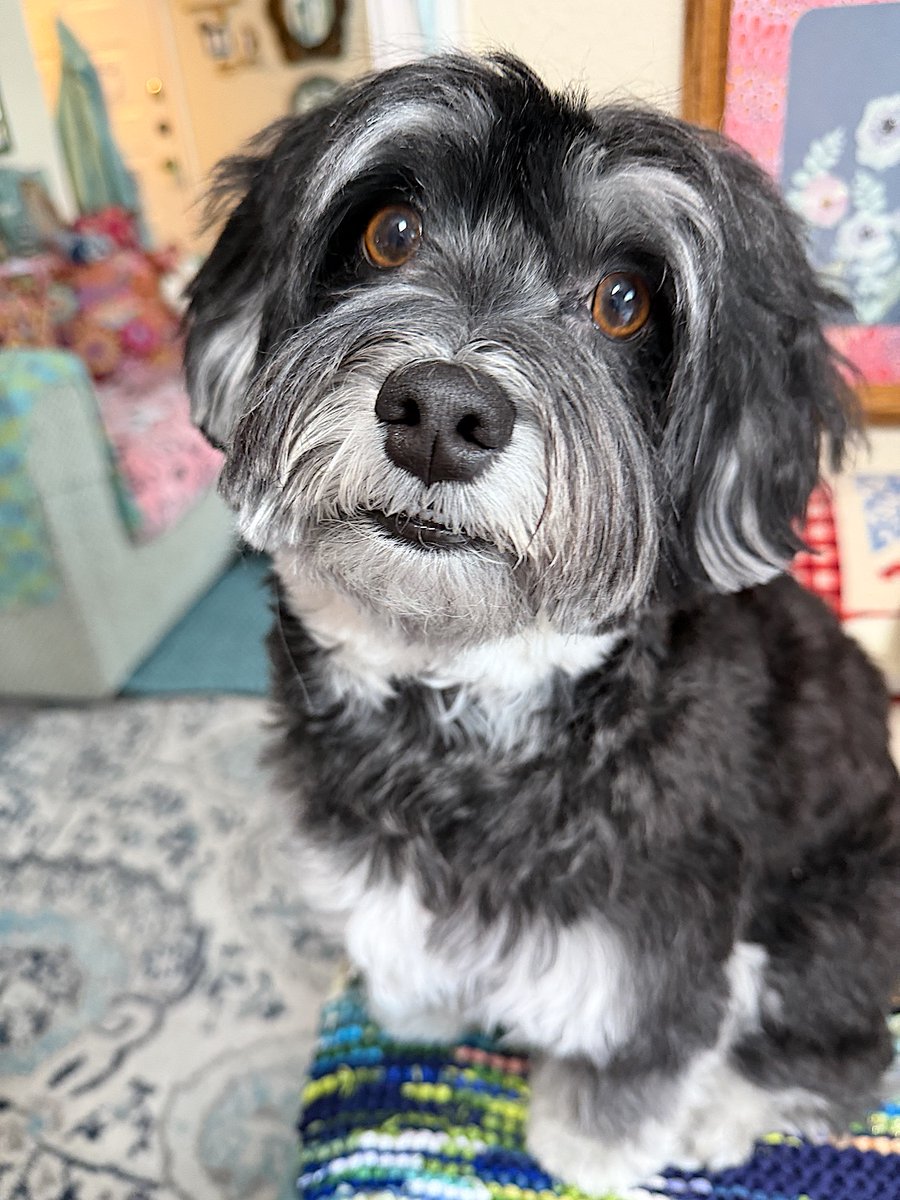 Jacky Pup⭐️ tweet media