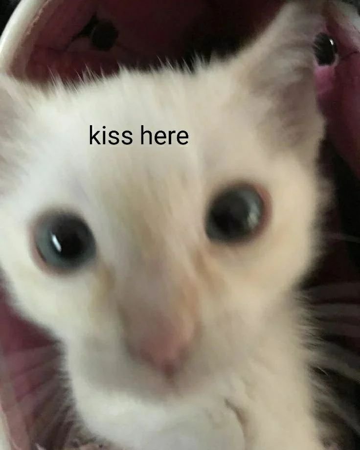 Punch Cat tweet media