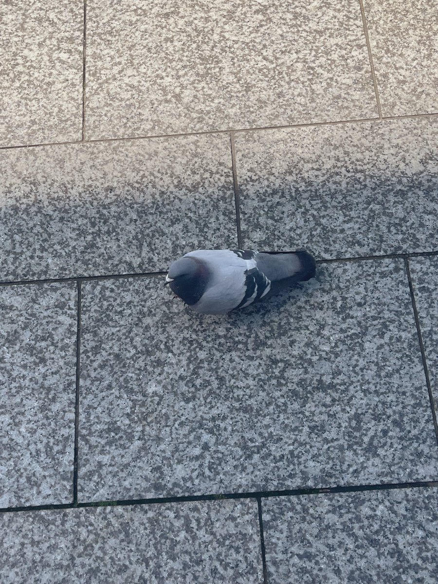 ロック tweet media