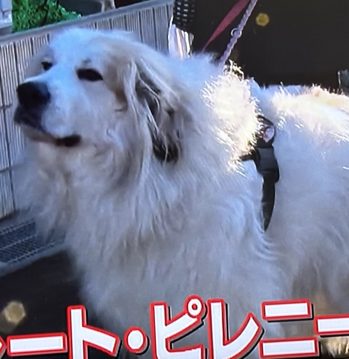 3LQDNChmYZ89095's tweet image. グレートピレニーズ🐶モフモフがたまりませんね😄🐬
#イヌ
#dog
#Pyrenean Mountain Dog
#テレ東　モヤモヤサマーズ