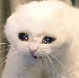 Colmena: Cellbit

qRoier: Cellbit...?

qAldo: Cellbit?

qMaxo: Es su novio, para ver si se acuerda de él

qRoier: Si me acuerdo de él...

Colmena: Detrás de ti

LA FORMA TAN RAPIDA EN LA QUE QROIER VOLTEO CUANDO LA COLMENA DIJO QUE DETRAS DE EL LUEGO DE DECIR "CELL"