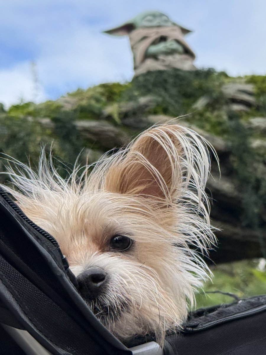 joerussotweets's tweet image. As a big ear herself, Piper was a little shy meeting the BIGGEST eared celebrity of them all on May the Fourth…