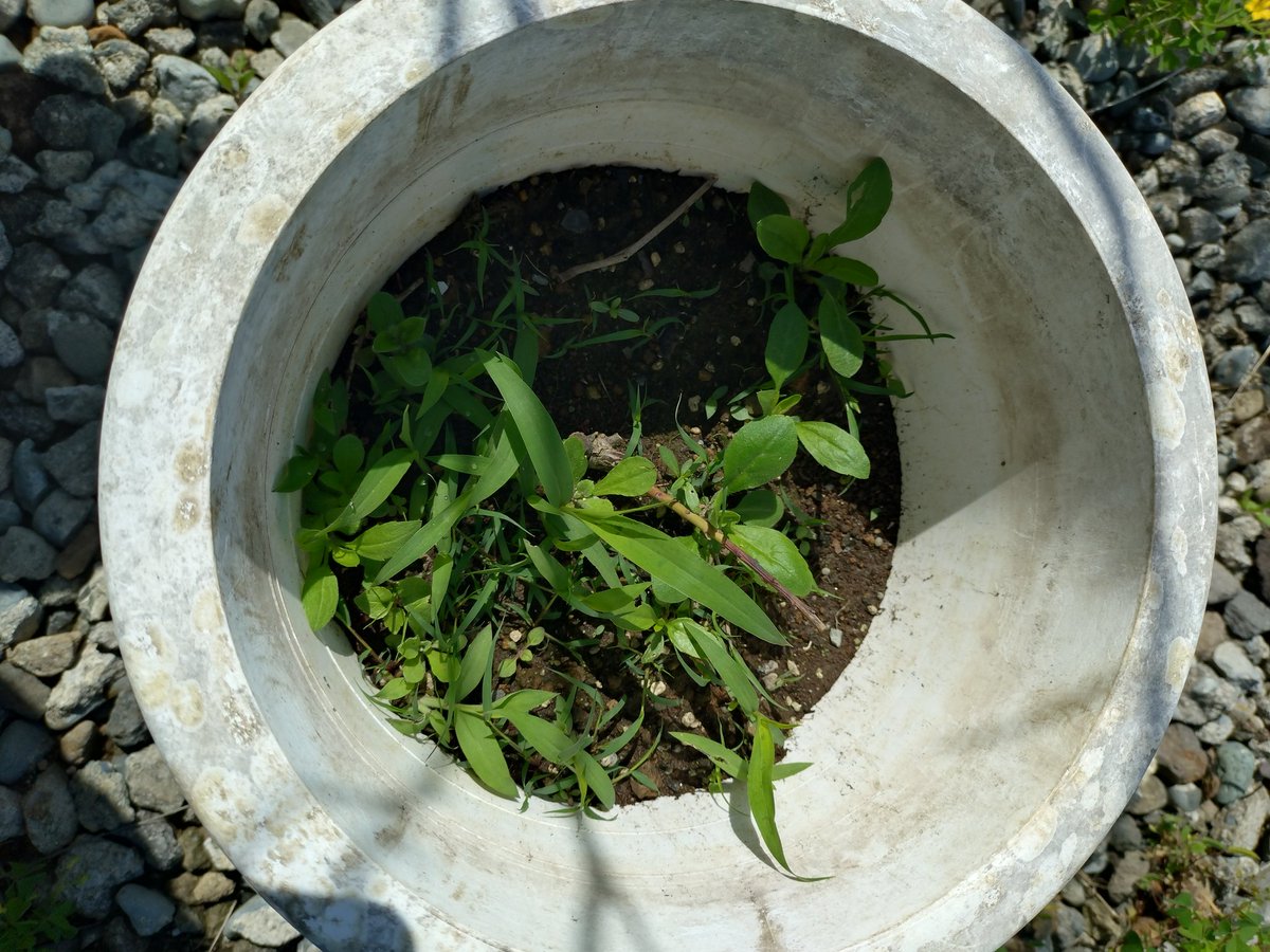 itomenako's tweet photo. 2026年5月、ブルーベリーを植えてから12ヶ月経過。枯れましたので、ブルーベリーの観察をこれにて終了します。土が合わなかったことが大きな原因と考えられます。個人的には1番実がなって欲しかった木ですね。お疲れさまでした。#ガーデニング　#果樹　#ブルーベリー https://t.co/ujVn5kKE8D