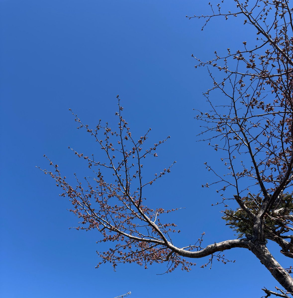 桜もようやっと咲き始めそう🌸 桜が3月4月に咲くなんて内地はおかしい