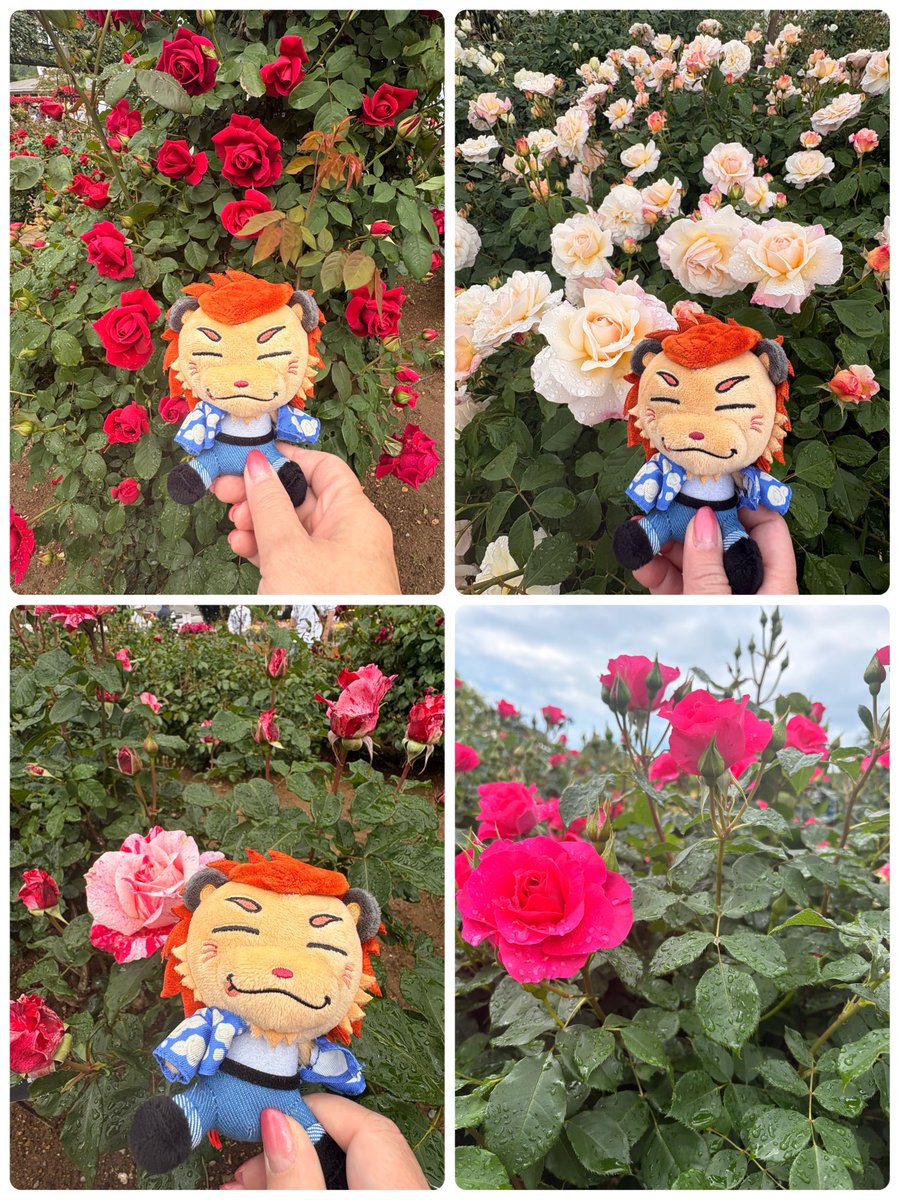osako🦁 tweet media