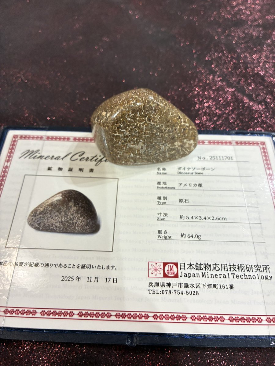 🦖恐竜の骨の化石！🦕 こどもの日にちなんで 宇宙野マリア先生