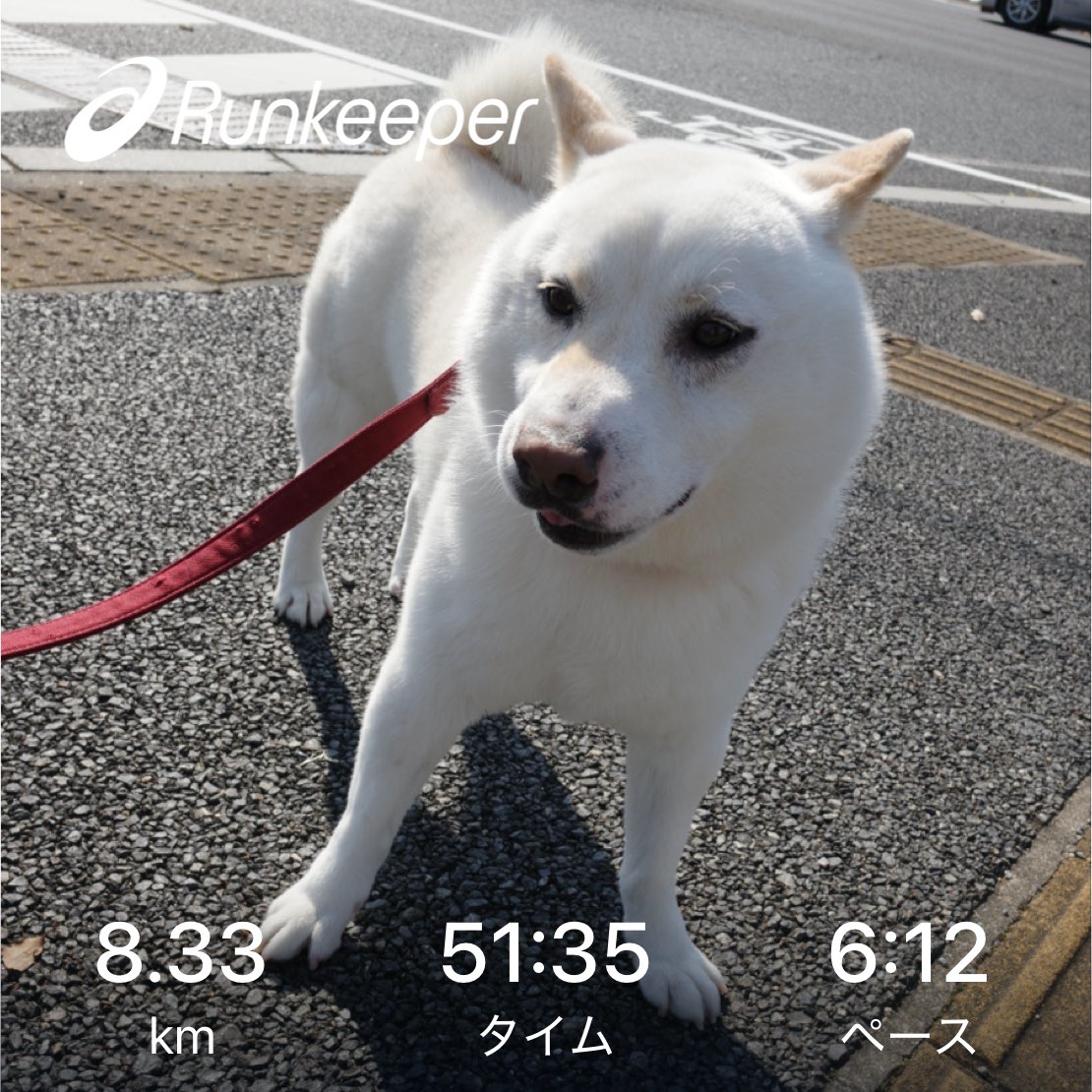 SirMiles90125's tweet image. 朝Run
#犬バカ部 #dog #shiba #shibainu #柴犬 #白柴 #和犬 #shibadogs #shibainulove #petstagram