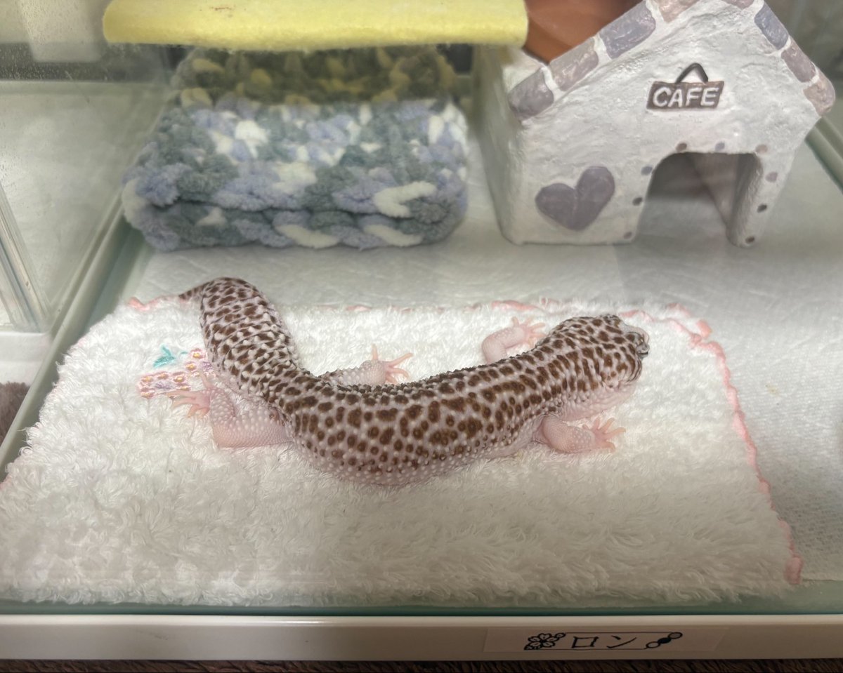 ロンラム🦎♨️ tweet media