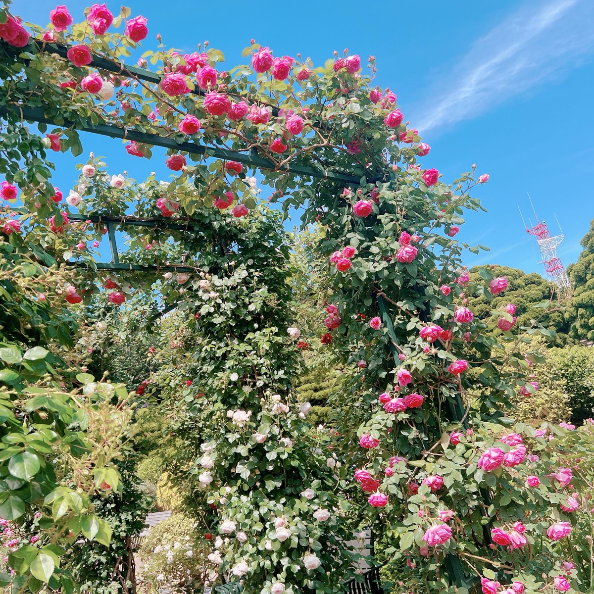 #港の見える丘公園