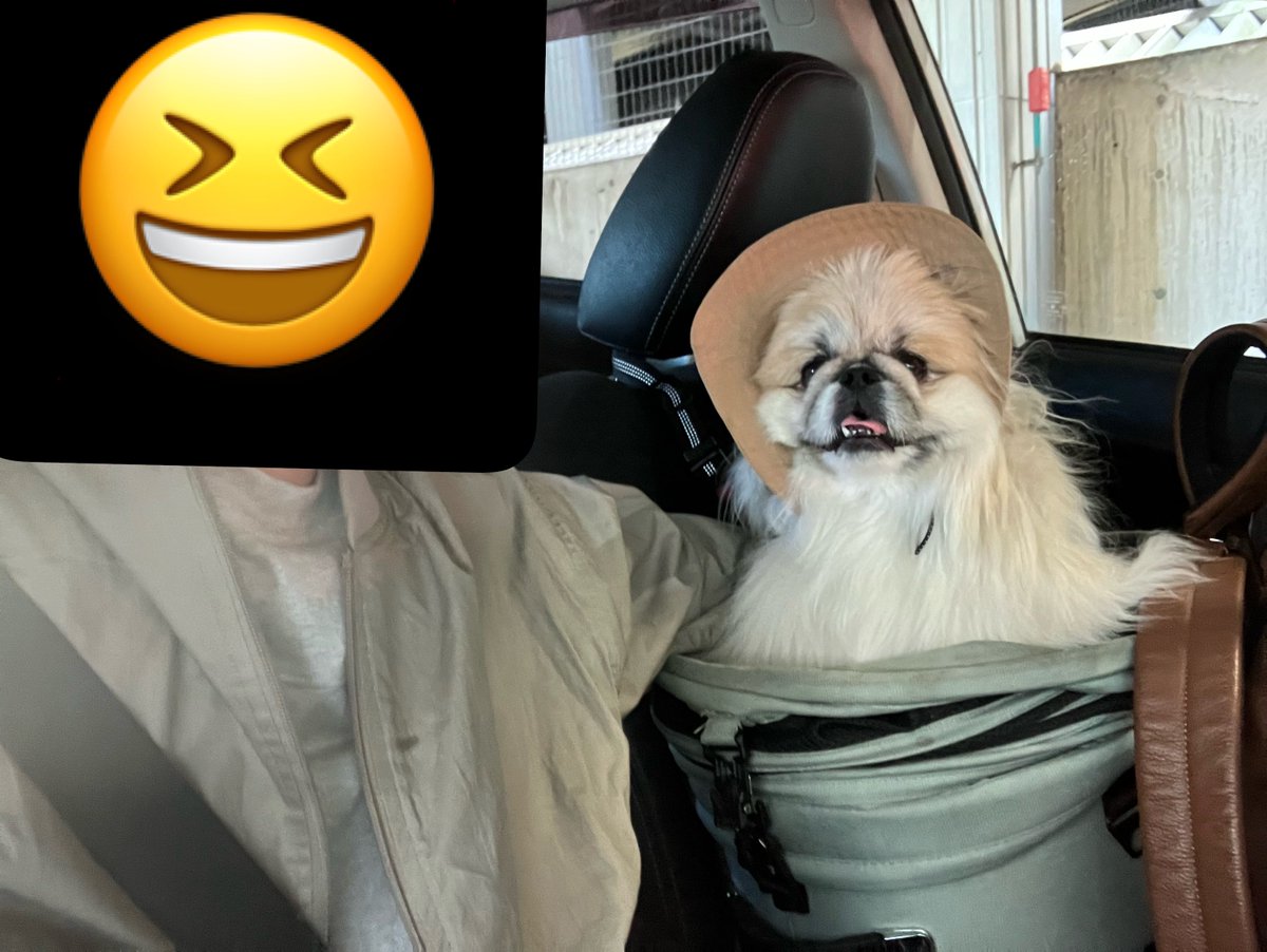 ペキニーズのぺー太 (@peta2020711) / Posts / X