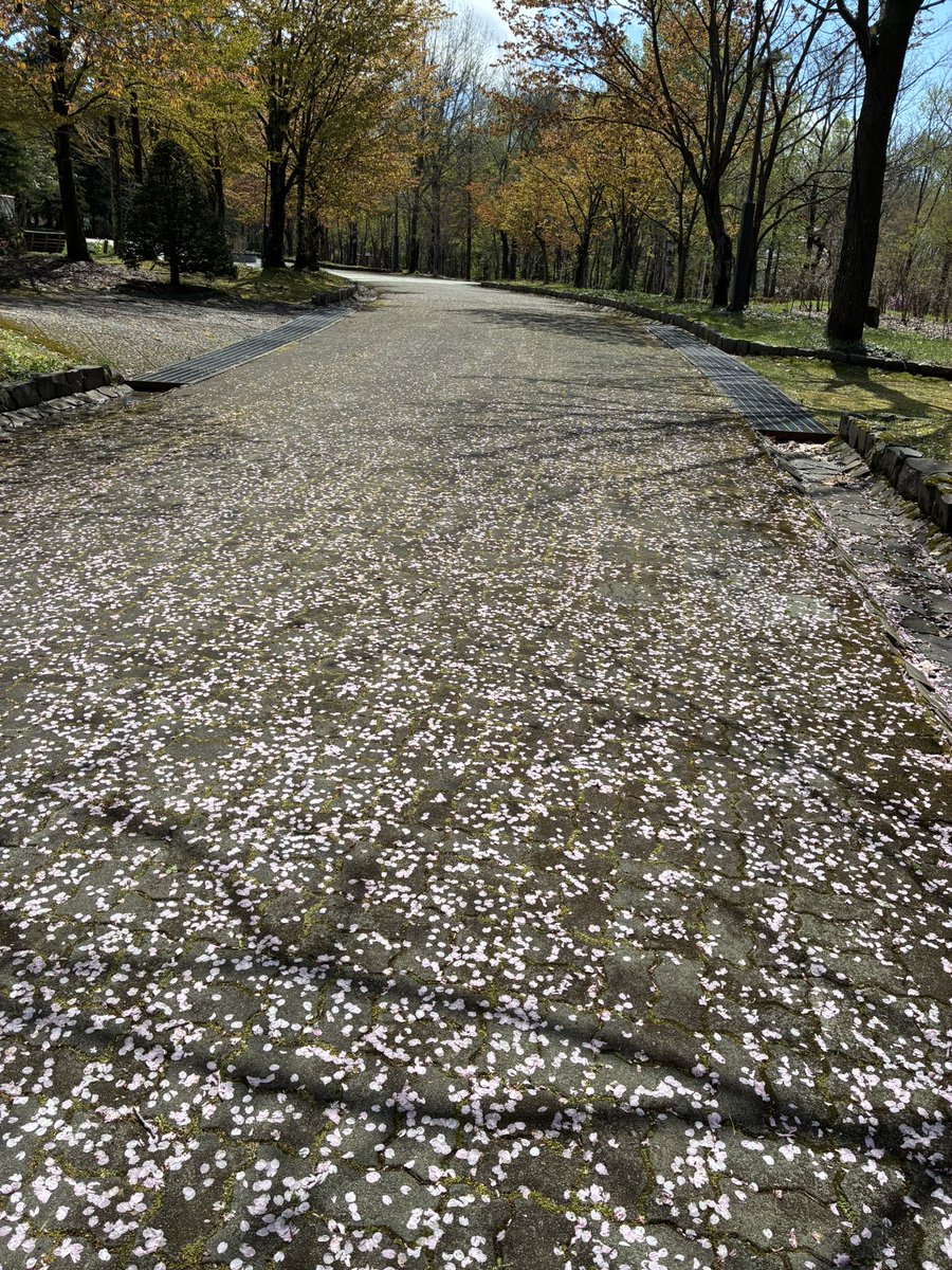 桜の見頃が終わりかけてる