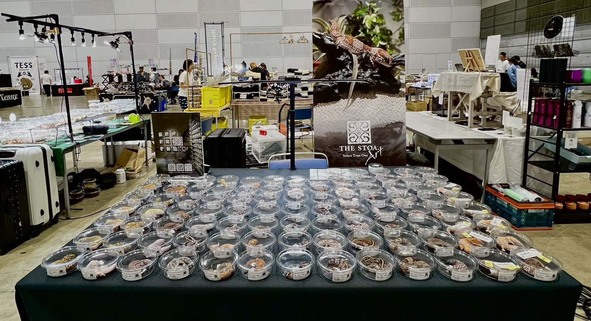 THE STOA.｜爬虫類専門店in東京 tweet media