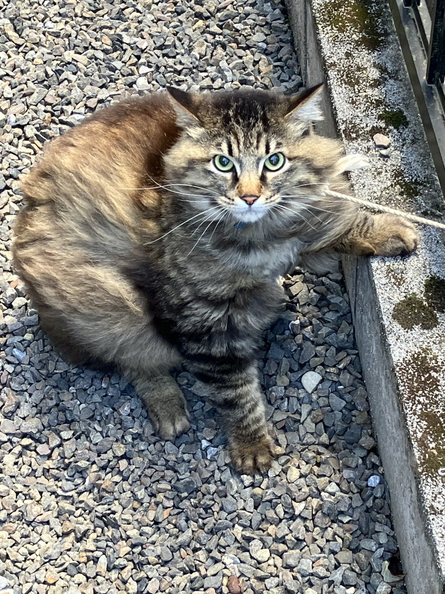 ねこしあぎふ tweet media