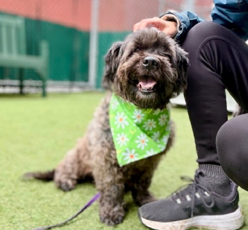 Little Paws NYC tweet media