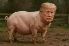 Wombat tweet media