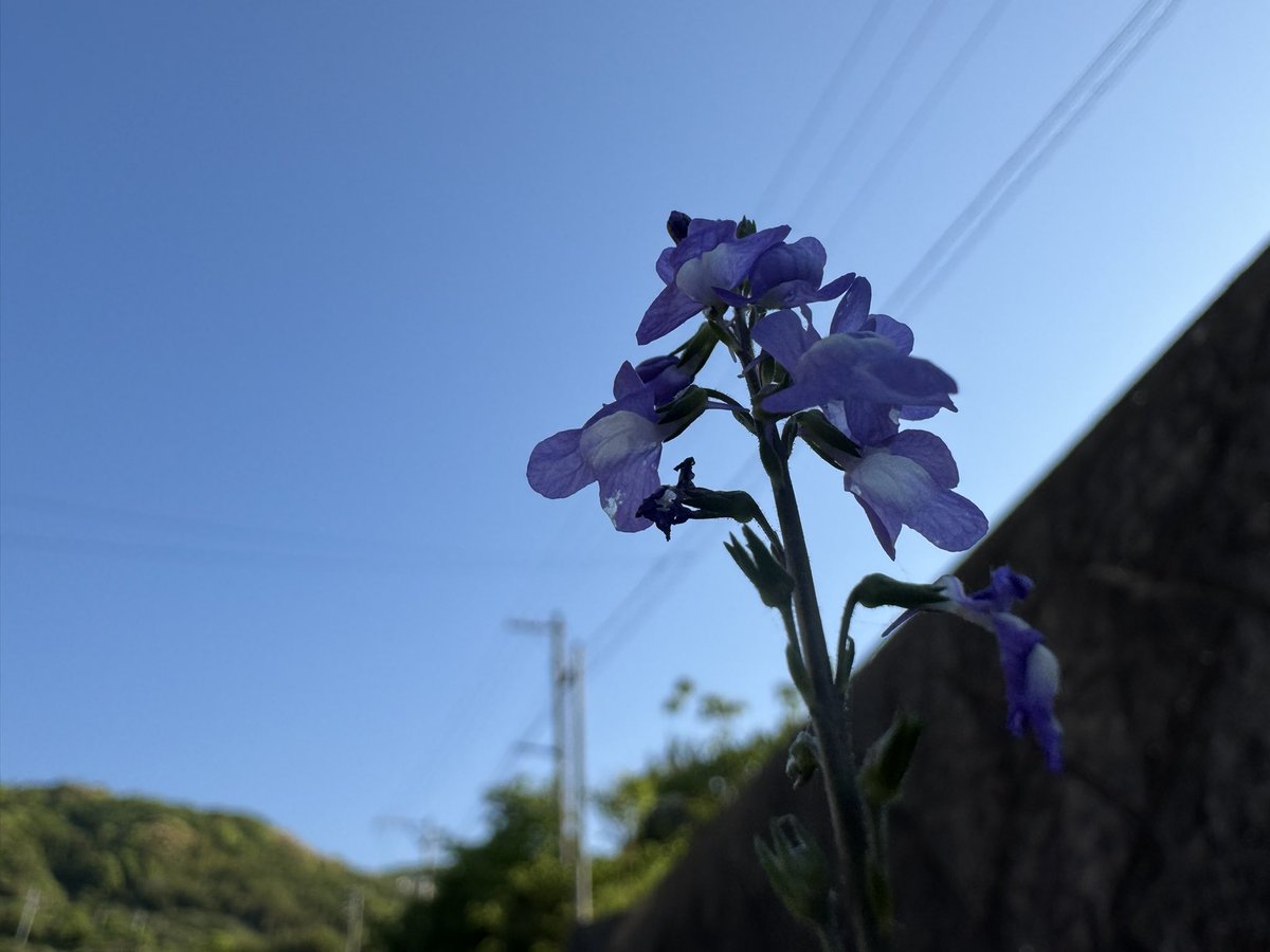 ナイン tweet media