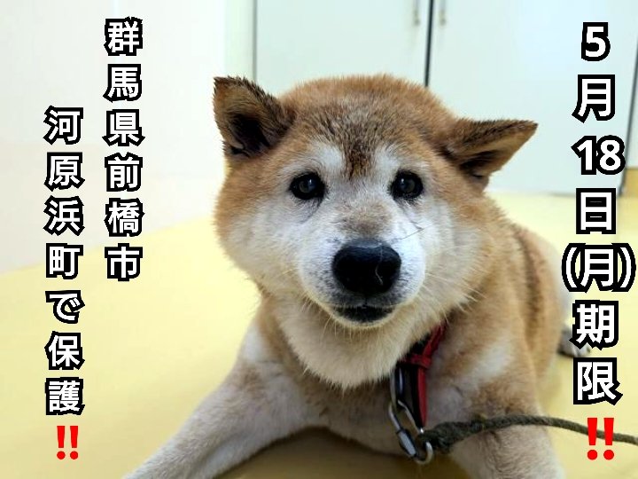 ろくねこ tweet media