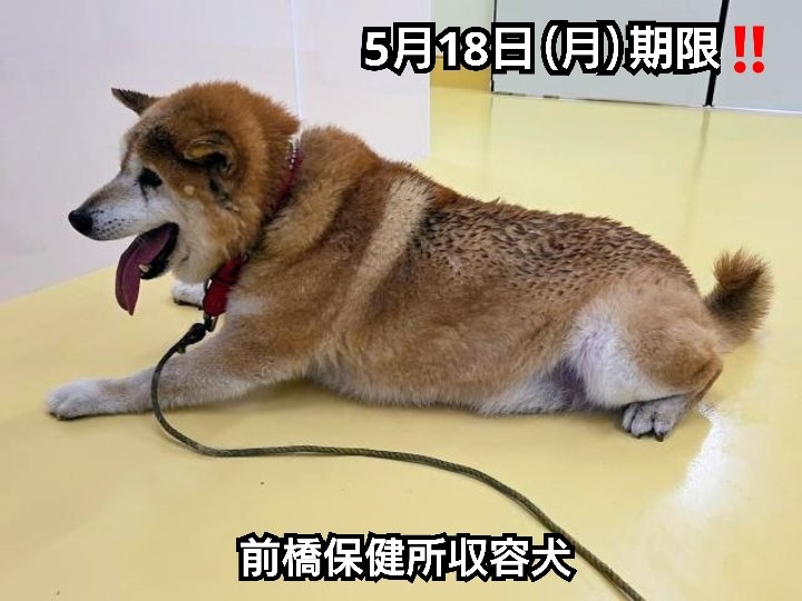 ろくねこ tweet media