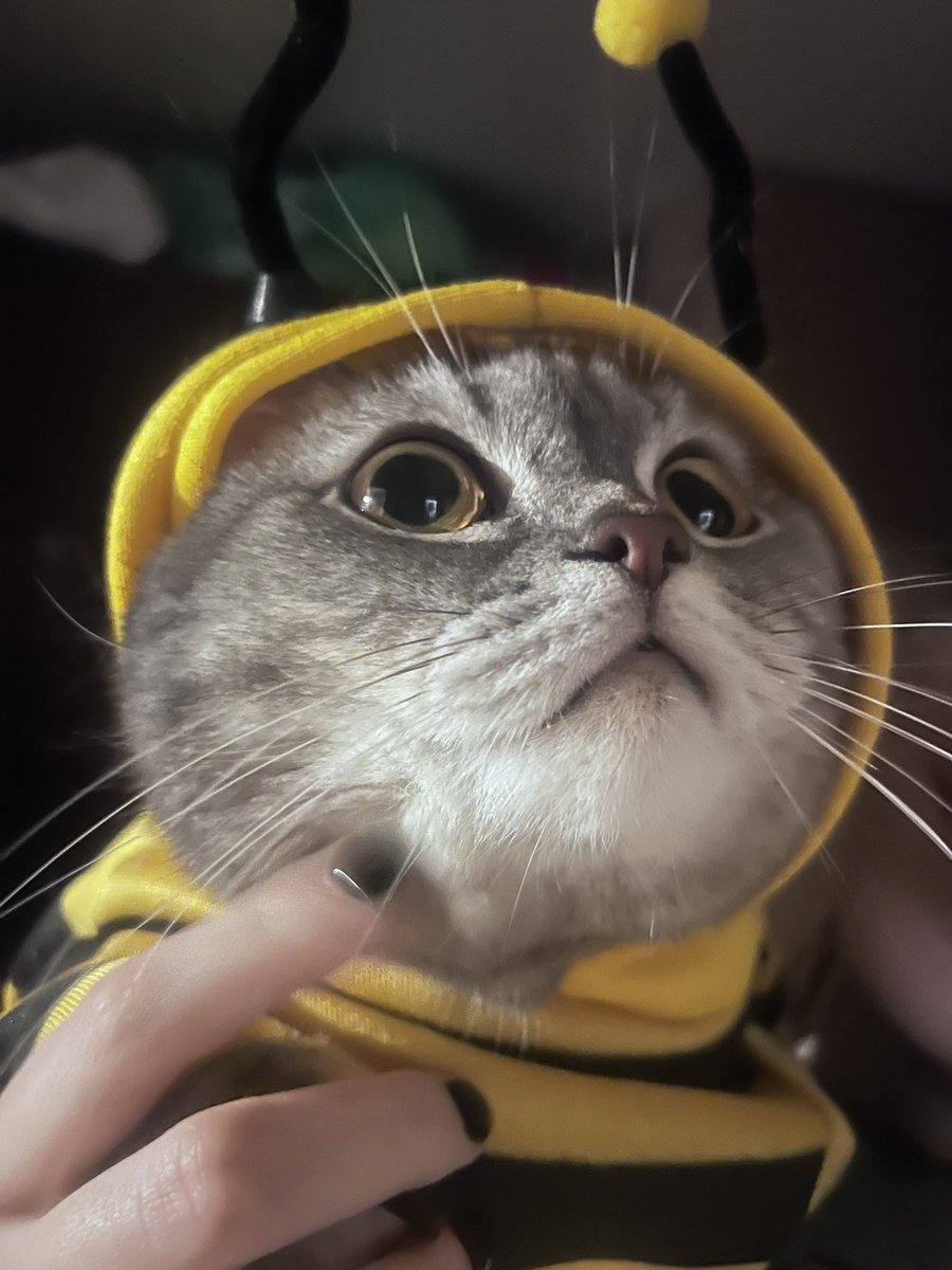 kzuuki ✩₊˚.⋆ tweet media