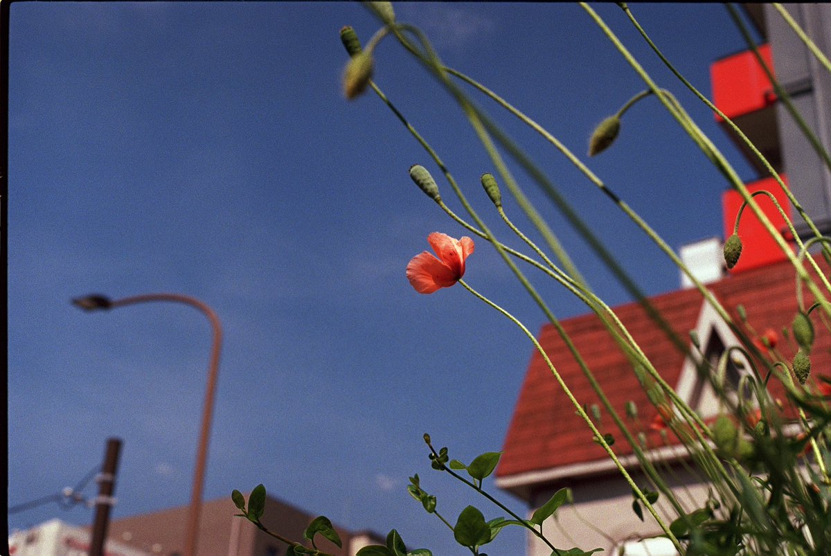 hexarf's tweet photo. 날씨 너무 좋다. 요코하마역과 카나가와역 사이 어디쯤

leica mp + zeiss planar zm 50 + fuju400 https://t.co/mUG8J6YLwW