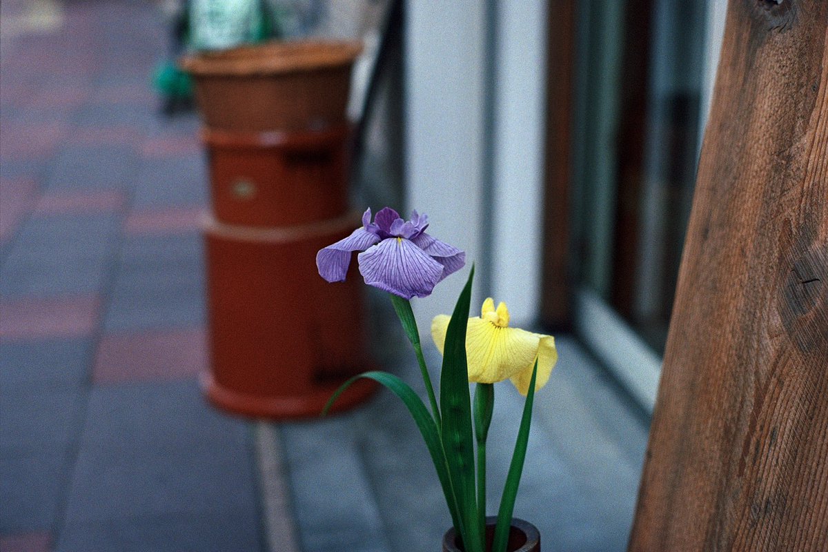 hexarf's tweet photo. 날씨 너무 좋다. 요코하마역과 카나가와역 사이 어디쯤

leica mp + zeiss planar zm 50 + fuju400 https://t.co/mUG8J6YLwW