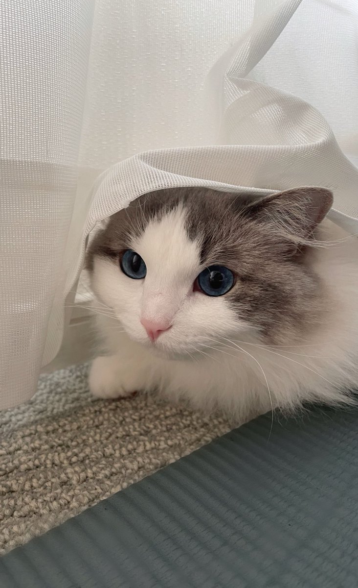 かわいい顔をして、通りかかるものを襲うのです。

 #猫がいる幸せ #ねこかわいいね