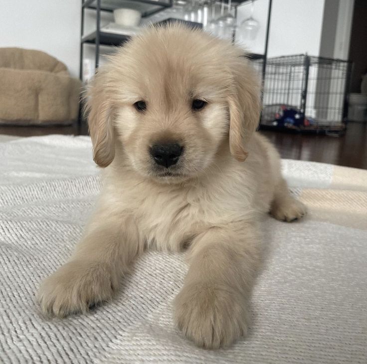 Popularpuppies © tweet media
