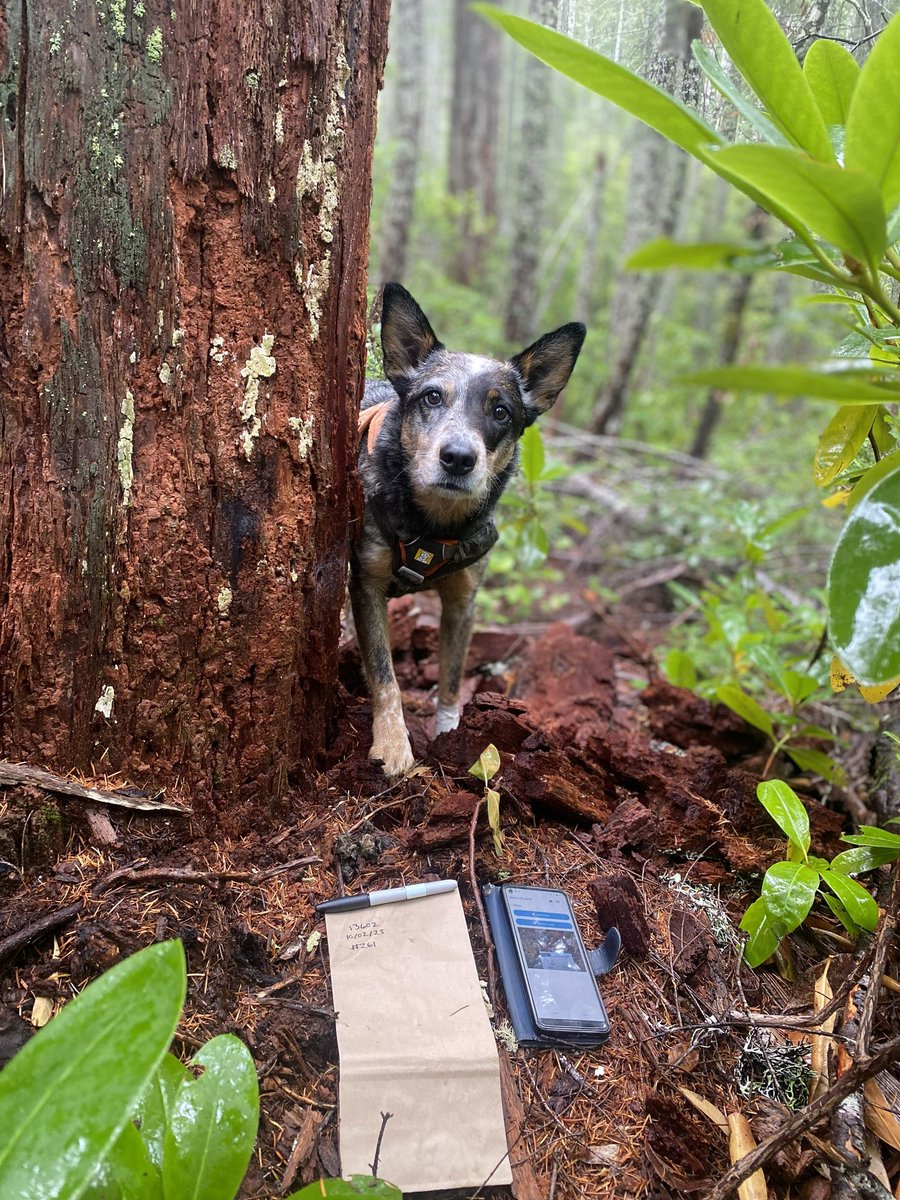 Rogue Detection Teams tweet media