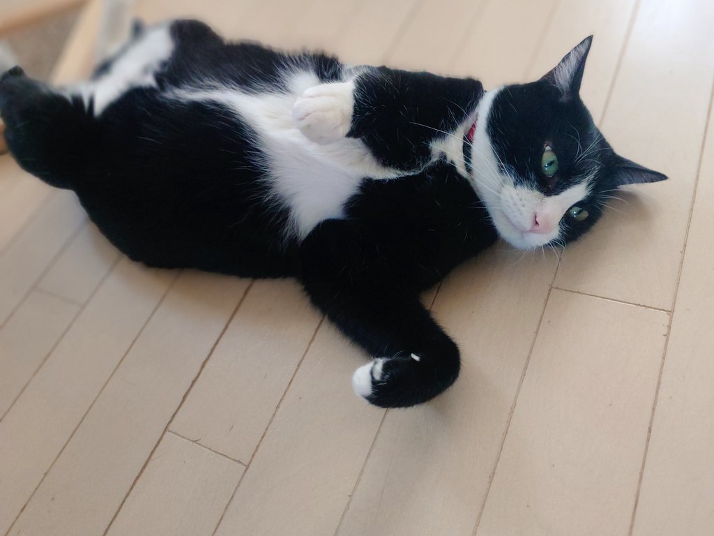 ぷみお現場の猫 tweet media
