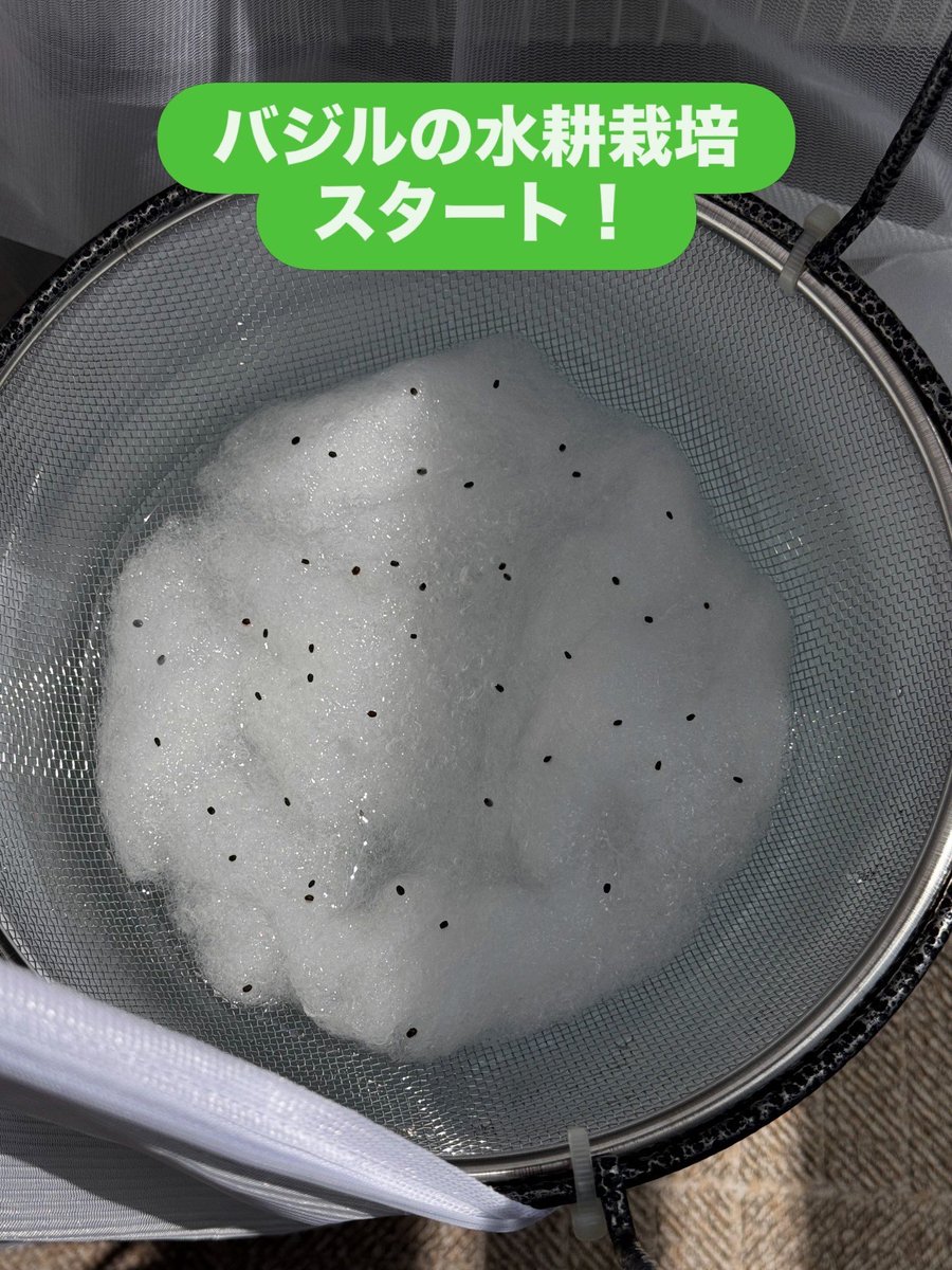 nakahi's tweet photo. 晴れが続きそう☀️
ということで、YouTubeの見よう見まねで、バジルの水耕栽培始めてみました🌿
トマトベースの赤い冷や汁や、餃子のお供に使えたらいいな🍲🥟

2026/05/05 バジル水耕栽培スタート

#バジル
#水耕栽培
#水耕栽培している人と繋がりたい 
#ベランダガーデニング https://t.co/QtL3ZU6Zjp