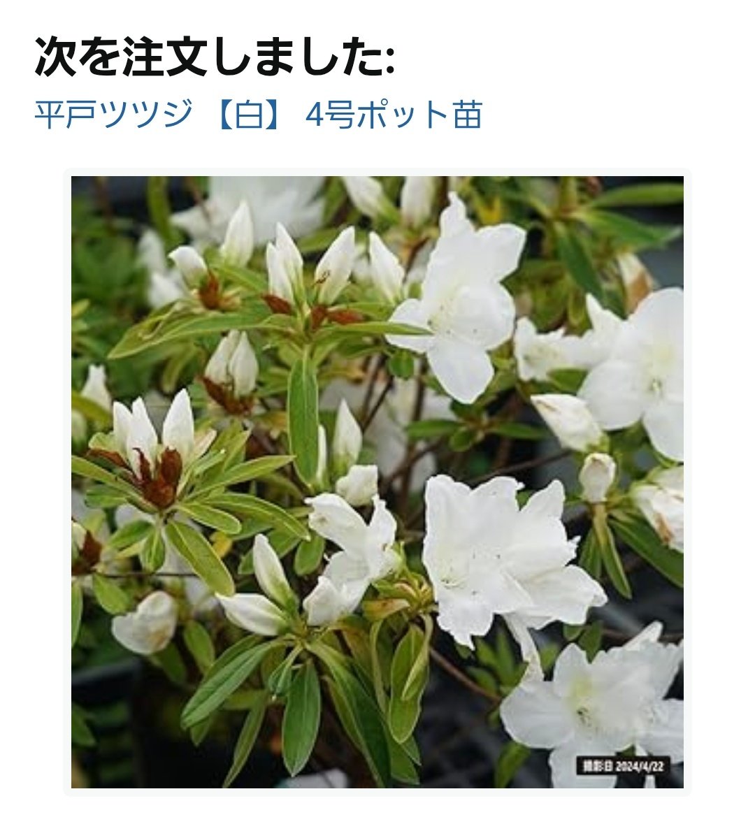 花の時期は過ぎましたが、大輪の白い花が咲くツツジをAmazonで購入