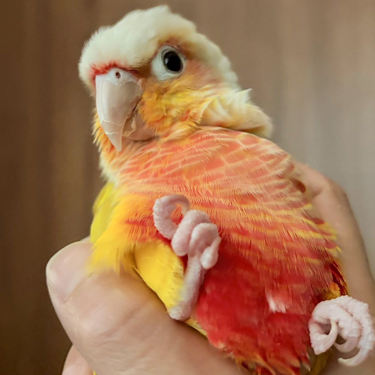 n_y_parakeet's tweet photo. なんのためにそんなに可愛いの？？？？ https://t.co/YaLKVsu2rg