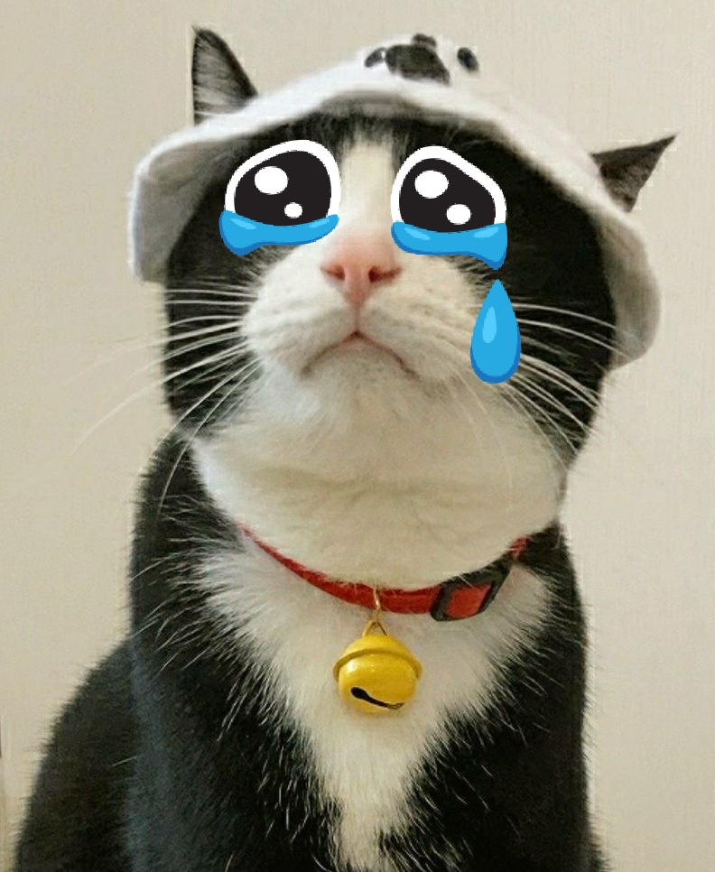 ぷみお現場の猫 tweet media