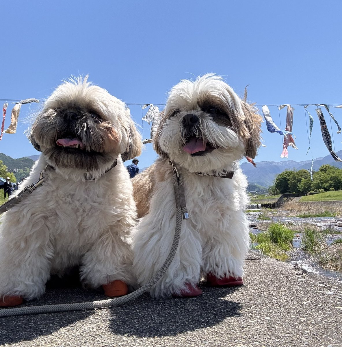 【本日発送】✨シーズー✨ シーズー