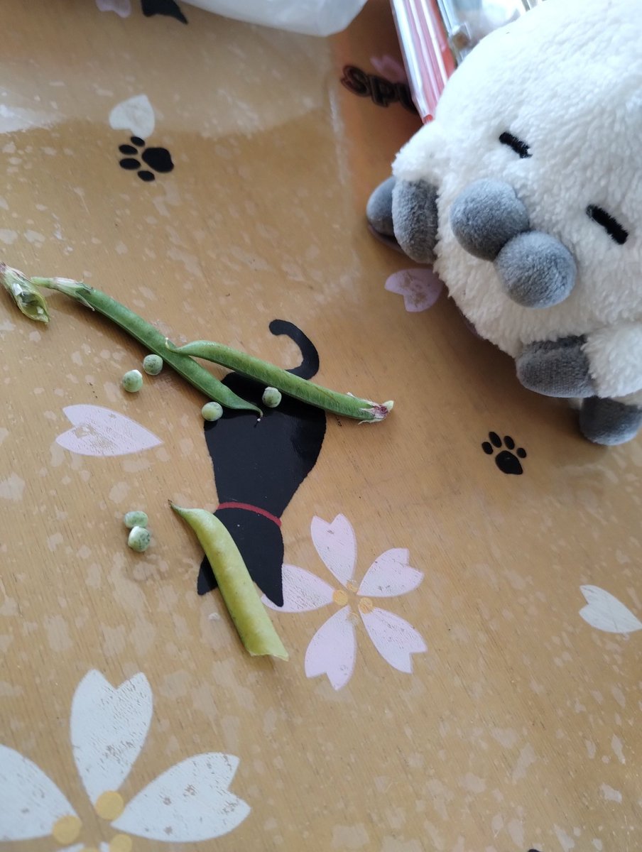 kase_foo's tweet photo. このように端を切り取って背から開いて豆を抜く。中綿も取ると音が出やすい。
＃豆笛
＃のらざらし
＃ぬい撮り https://t.co/2R8npi44RH