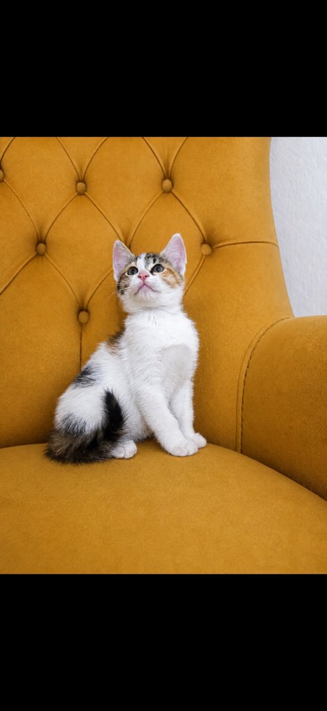 animallover tweet media