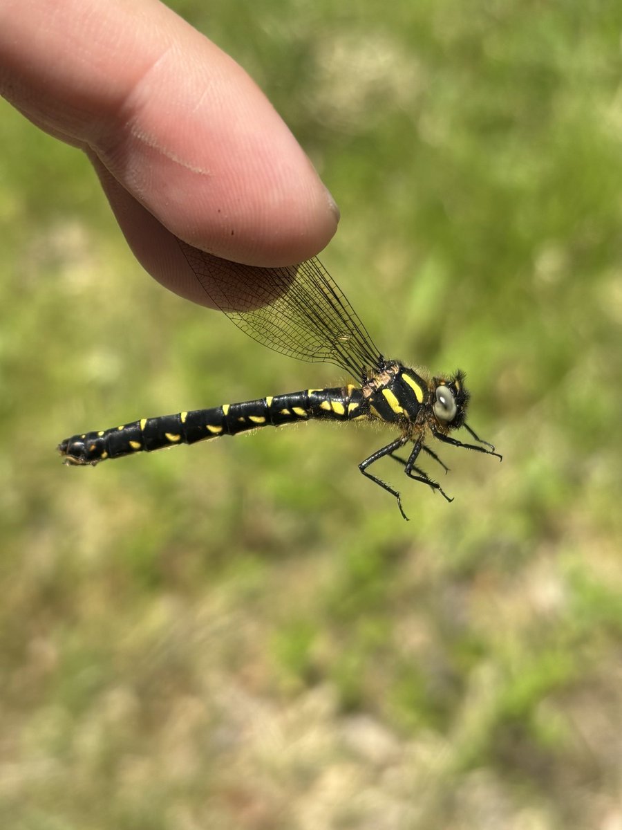 すいむの生物観察 tweet media