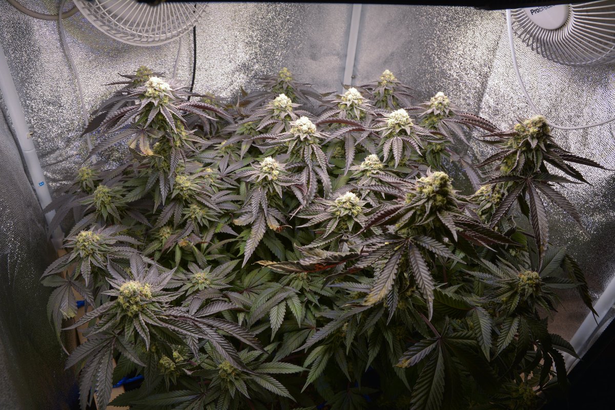 MySeeds tweet media