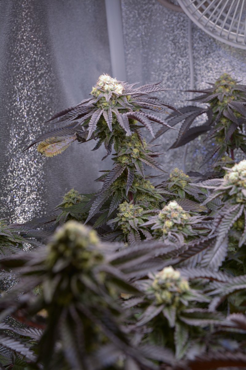 MySeeds tweet media
