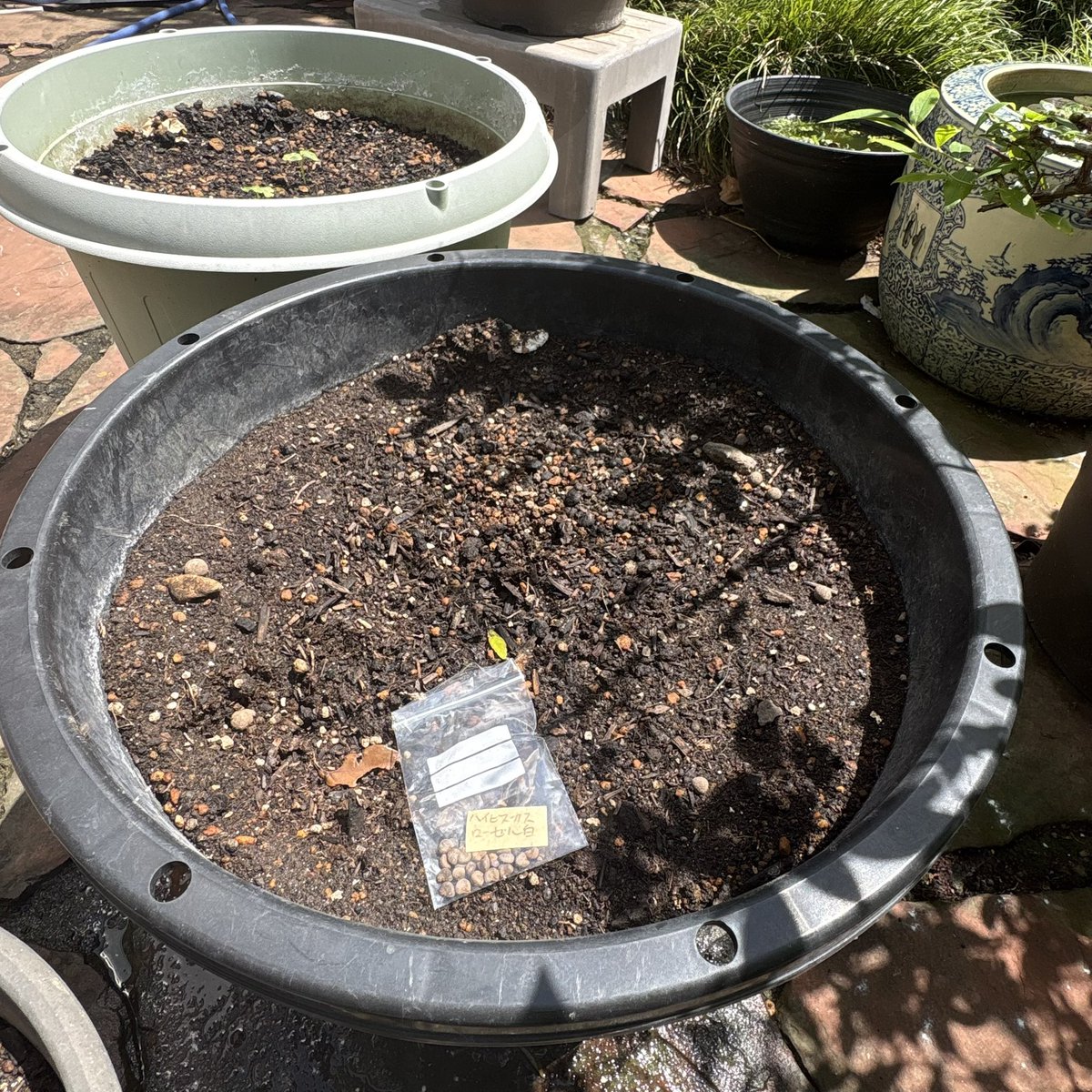 murasaki_hana_'s tweet photo. ホワイトローゼルとルビーローゼルは、まだ発芽の確認が取れていませんが、苗を植える予定の場所にも種を蒔きました。
分散させて発芽を試みています。
良い方法をご存知の方、ぜひ教えてください🙏
#ローゼル #Roselle #栽培記録 https://t.co/XOq3v7Hunw