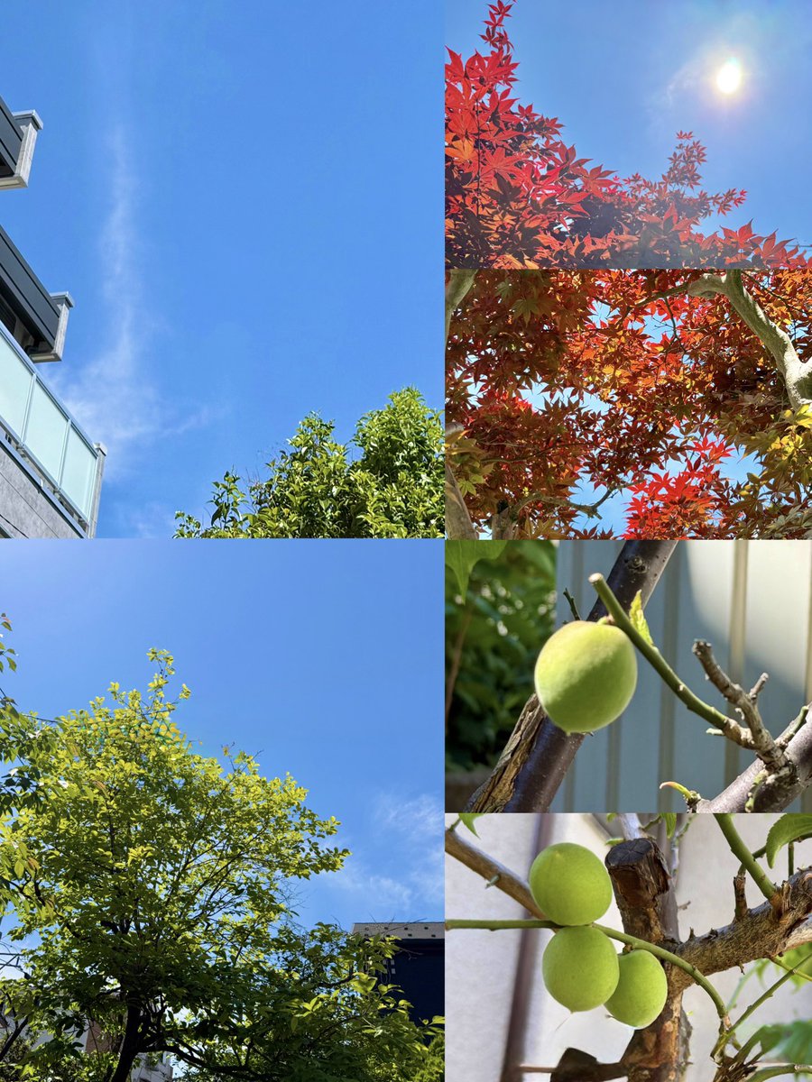 Haree (新)(Tata & Ark) tweet media