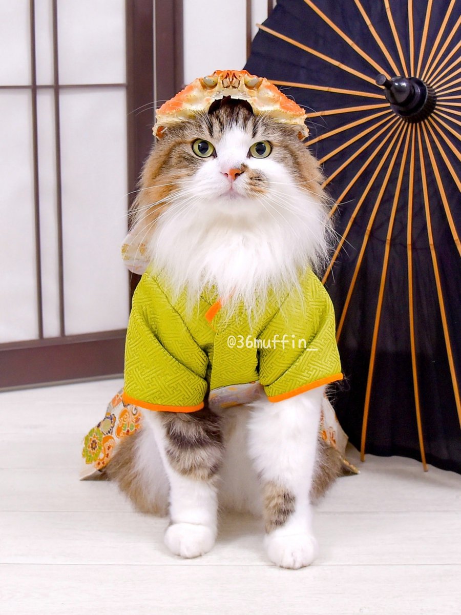 36muffin_'s tweet photo. こどもの日🎏

かっこいい兜もらったにゃ😼✨

似合うかにゃ？🦀

#カブトじゃなくてズワイにゃ
#猫 #ねこ好きさんと繋がりたい https://t.co/I5S3P07EQA