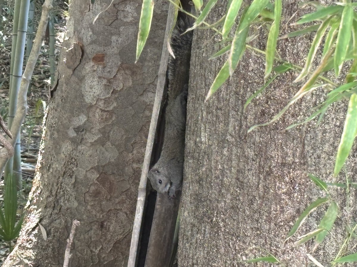 sherry_nao0408's tweet image. 2時間弱歩いて1匹も見掛けなかったしダイマモンメン色違いに逃げられたんじゃなく逃げて🤣
野生の🐿️見てもう諦めた🤦🏿

#Pokémongo
#Pokemongo
#ポケモンgo
