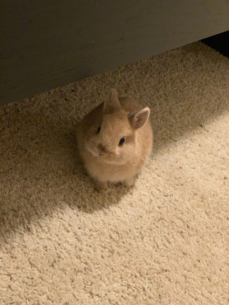 Why you should have a rabbit tweet media
