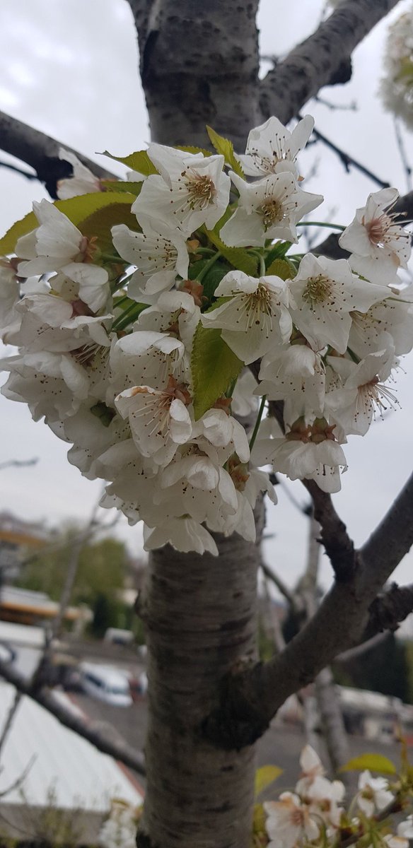 Haşim tweet media