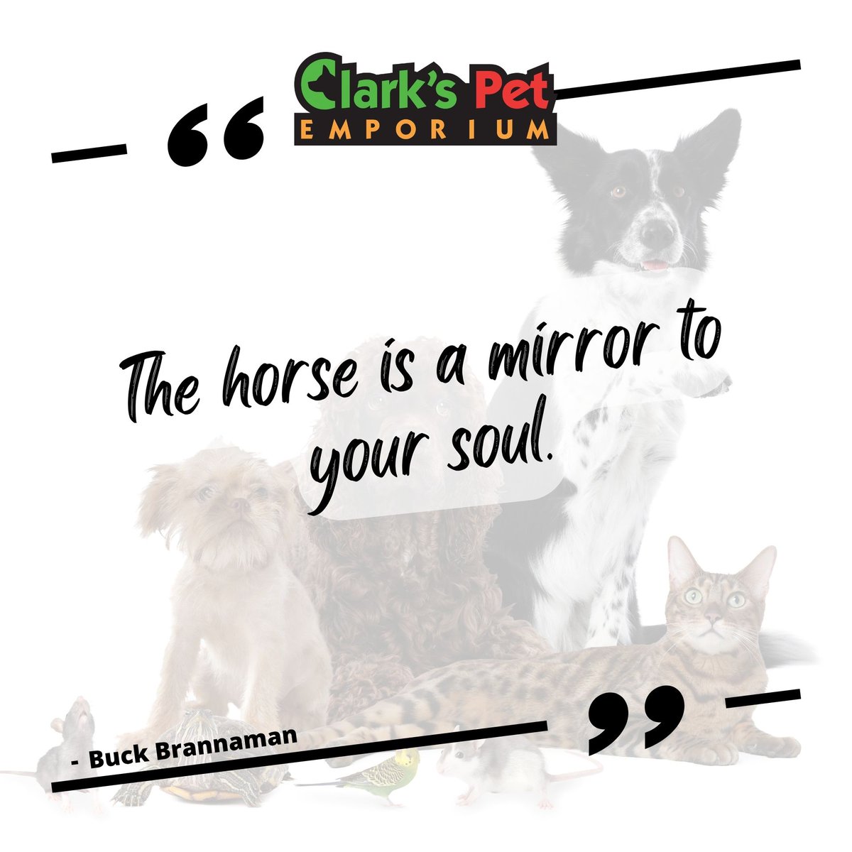 clarkspetsabq's tweet image. The horse is a mirror to your soul. - Buck Brannaman #petquotes #pets #motivationmonday