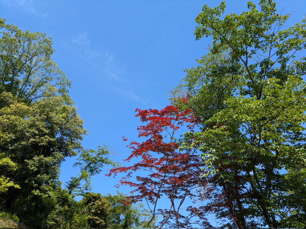 MS06S16's tweet photo. イマソラ。
快晴の天気になりました。😀
5/5　こどもの日　
ちまき、柏餅を食べないと！😁 https://t.co/2Fft3CHQ8c
