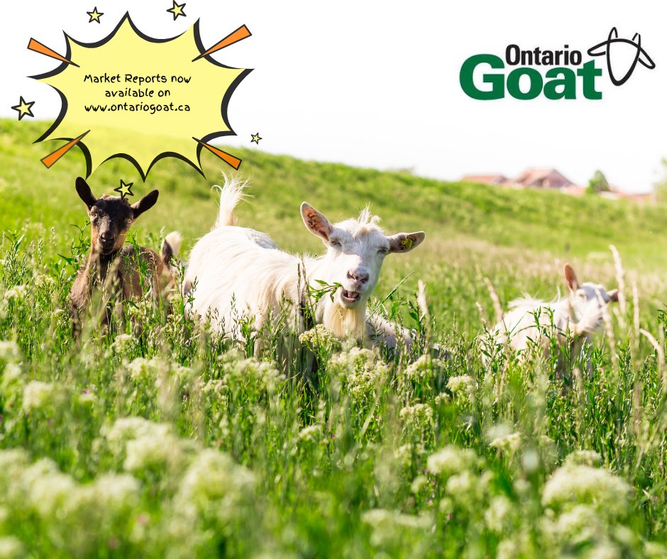 Ontario Goat tweet media