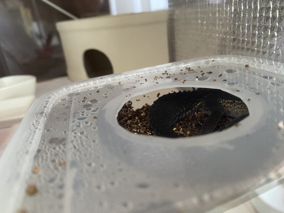 んざわ🦎 tweet media